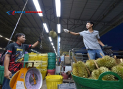 100 Kontainer Durian Thailand Ditolak Masuk China: Skandal Pewarna Kimia yang Menggemparkan