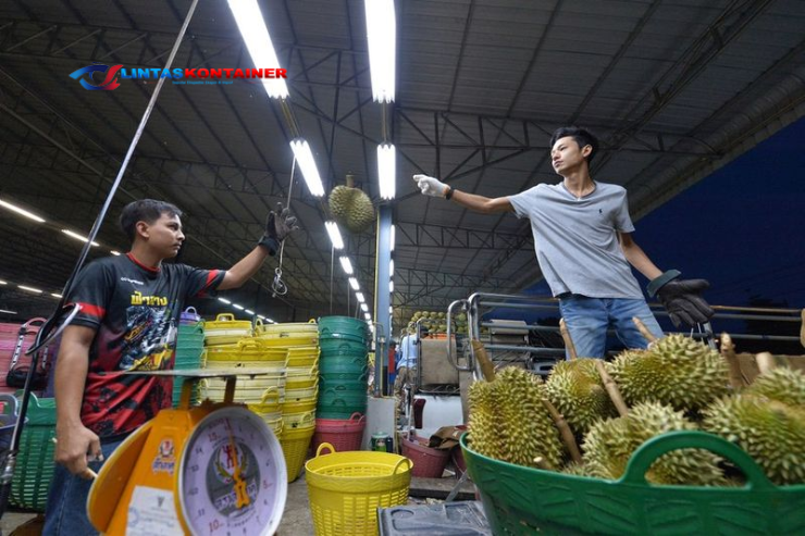 100 Kontainer Durian Thailand Ditolak Masuk China: Skandal Pewarna Kimia yang Menggemparkan