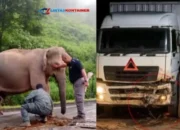 Tragis! Bayi Gajah Tewas Ditabrak, Induknya Menjaga 5 Jam di Malaysia