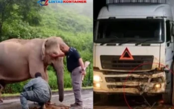 Tragis! Bayi Gajah Tewas Ditabrak, Induknya Menjaga 5 Jam di Malaysia