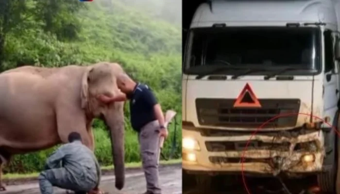 Tragis! Bayi Gajah Tewas Ditabrak, Induknya Menjaga 5 Jam di Malaysia