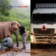 Tragis! Bayi Gajah Tewas Ditabrak, Induknya Menjaga 5 Jam di Malaysia