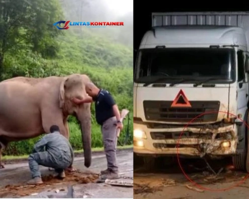 Tragis! Bayi Gajah Tewas Ditabrak, Induknya Menjaga 5 Jam di Malaysia