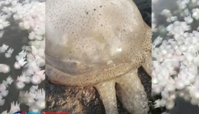 Laut Penuh Ubur-Ubur! Fenomena Langka Hiasi Pelabuhan Mayangan