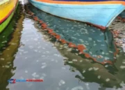 Laut Penuh Ubur-Ubur! Fenomena Langka Hiasi Pelabuhan Mayangan