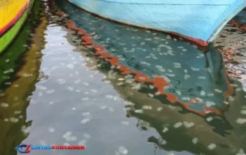 Laut Penuh Ubur-Ubur! Fenomena Langka Hiasi Pelabuhan Mayangan