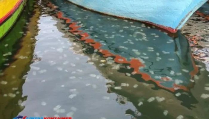 Laut Penuh Ubur-Ubur! Fenomena Langka Hiasi Pelabuhan Mayangan