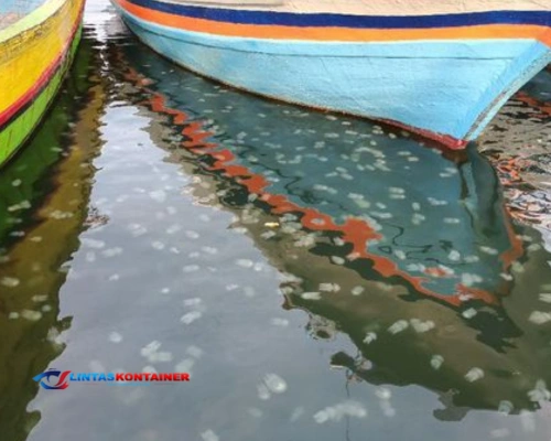 Laut Penuh Ubur-Ubur! Fenomena Langka Hiasi Pelabuhan Mayangan