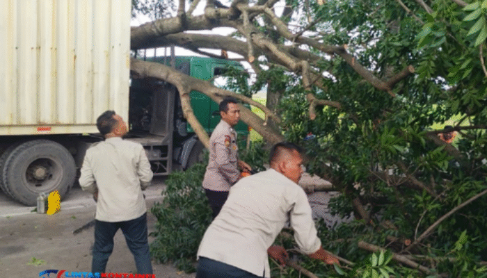 Senggol Pohon, Truk Kontainer Tertimpa Mahoni di Lingkar Kudus!
