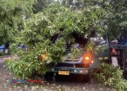 Senggol Pohon, Truk Kontainer Tertimpa Mahoni di Lingkar Kudus!