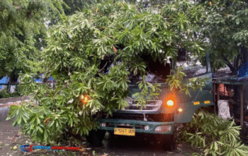 Senggol Pohon, Truk Kontainer Tertimpa Mahoni di Lingkar Kudus!