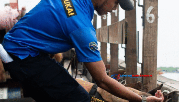 Bea Cukai Ungkap 191 Kasus Narkotika di Operasi Patma Berani 2025!