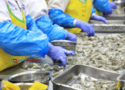 KKP Heboh! Ekspor Udang Indonesia Lolos Kebijakan FDA Baru 2025