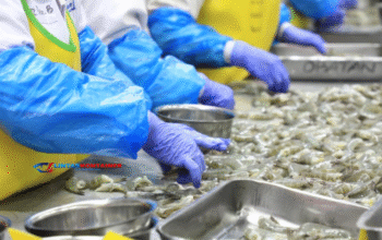 KKP Heboh! Ekspor Udang Indonesia Lolos Kebijakan FDA Baru 2025
