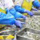 KKP Heboh! Ekspor Udang Indonesia Lolos Kebijakan FDA Baru 2025