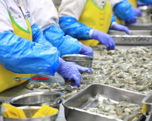 KKP Heboh! Ekspor Udang Indonesia Lolos Kebijakan FDA Baru 2025