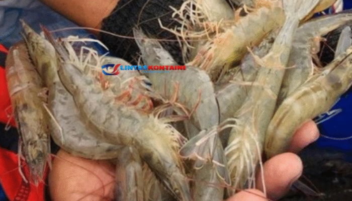 Heboh! KKP Berhasil Nego: Ribuan Kontainer Udang RI Boleh Masuk AS