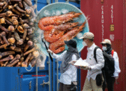 Heboh! Kontainer Udang Tercemar Radioaktif Cs-137 Tiba Tanjung Perak Akhir Oktober 2025