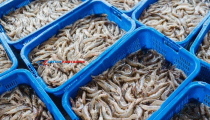 KKP Heboh! Ekspor Udang Indonesia Lolos Kebijakan FDA Baru 2025