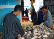 Heboh! KKP Berhasil Nego: Ribuan Kontainer Udang RI Boleh Masuk AS