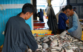 Heboh! KKP Berhasil Nego: Ribuan Kontainer Udang RI Boleh Masuk AS