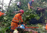 Pohon Setinggi 25 Meter Tumbang Timpa Truk