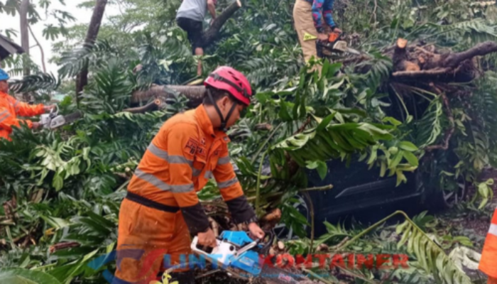 Pohon Setinggi 25 Meter Tumbang Timpa Truk di Bogor Timur