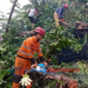Pohon Setinggi 25 Meter Tumbang Timpa Truk di Bogor Timur
