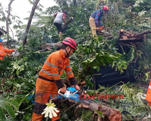 Pohon Setinggi 25 Meter Tumbang Timpa Truk