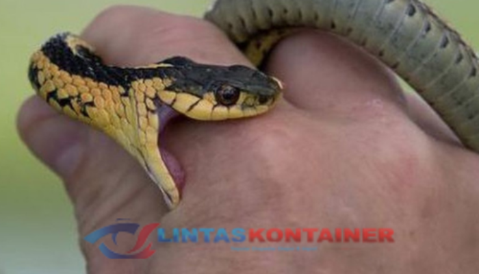 Mimpi Digigit Ular, Simak Ini Fakta Lengkapnya!