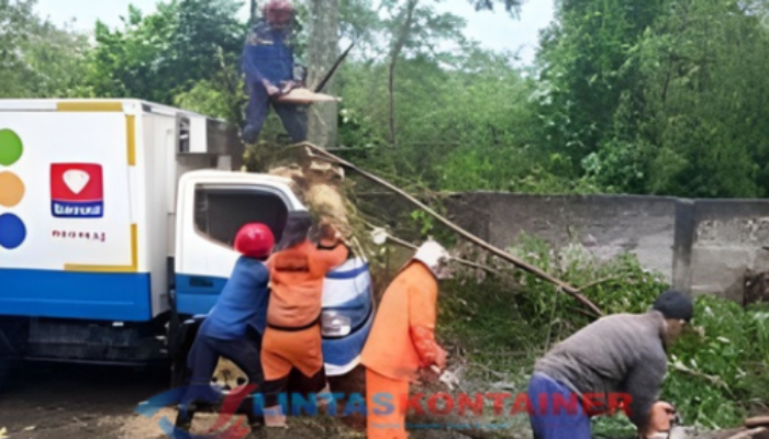 Pohon Setinggi 25 Meter Tumbang Timpa Truk