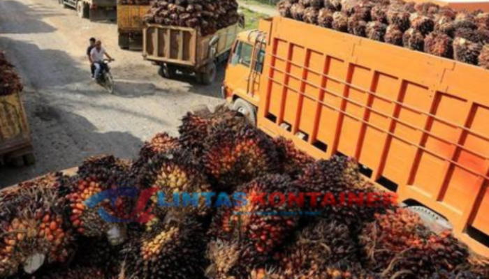 Implikasi Aturan Pungutan Ekspor Sawit: Tarif CPO Naik Jadi 12,5%