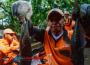 DKI Catat 6,98 Ton Ikan Sapu-sapu Ditangkap