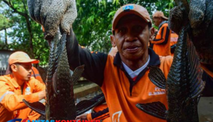 DKI Catat 6,98 Ton Ikan Sapu-sapu Ditangkap, Simak Penjelasannya