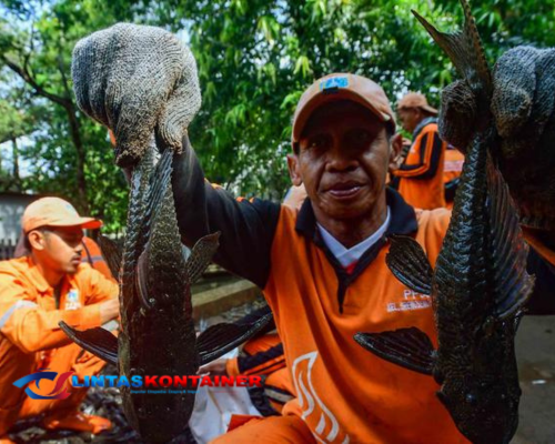 DKI Catat 6,98 Ton Ikan Sapu-sapu Ditangkap