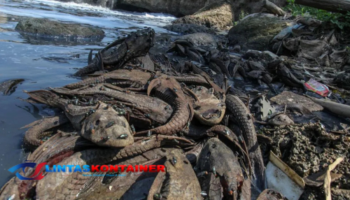 DKI Catat 6,98 Ton Ikan Sapu-sapu Ditangkap